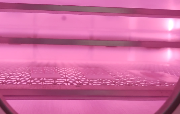 妖精视频网页版機