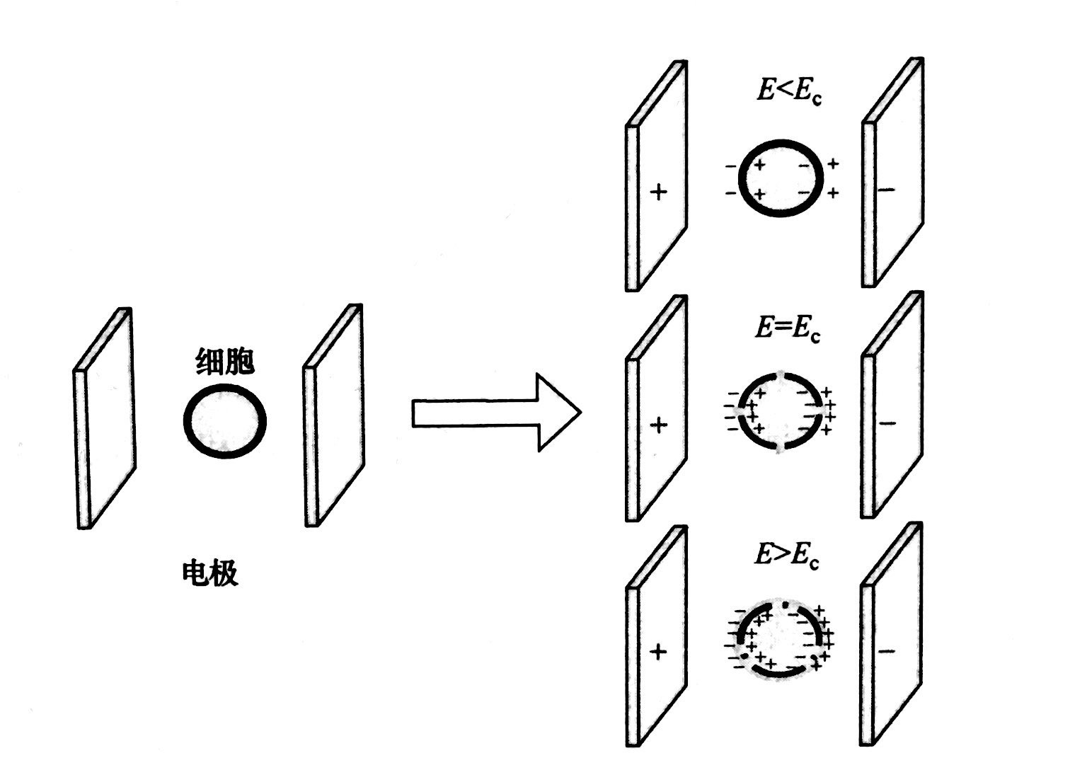 PEF等離子處理的基本原理和典型模型，妖精视频大全免费等離子體清洗機介紹
