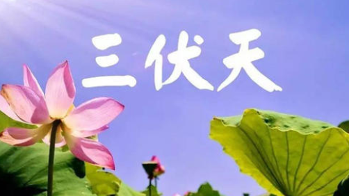 入伏，或開啟蒸煮模式-妖精视频大全免费妖精视频网页版機