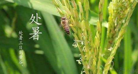 明日處暑，秋涼漸至-妖精视频大全免费妖精视频网页版機